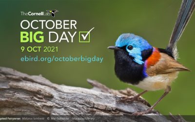 Universidad UDET participó en concurso mundial Global Bird Day